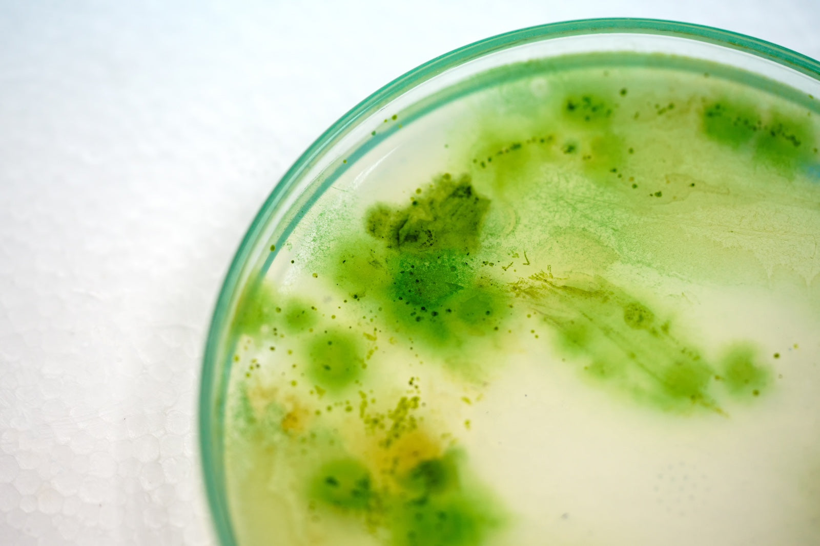 green chemicals in petri dish