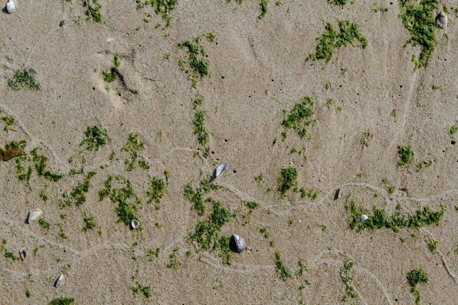 shells and green moss on a beach