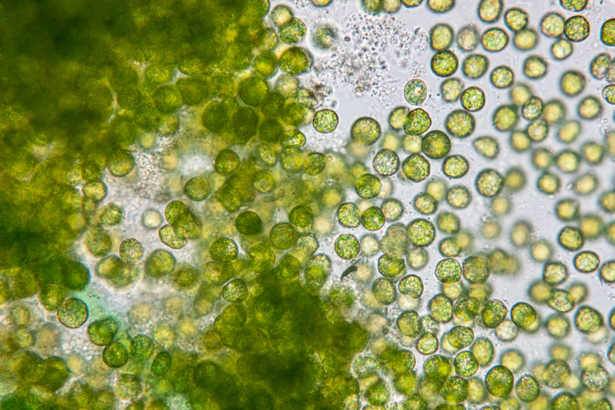 Introduction to Bio-Based Materials